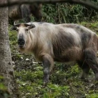 Takin in Sichuan, China.