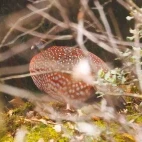 Temminck's tragopan in Sichuan, China.