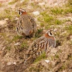 Tibetan partridge in Sichuan, China.