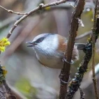 White-browed tit warbler in Sichuan, China.