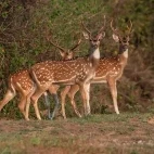 Chital in India