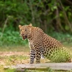 Leopard in India
