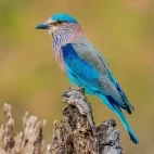 Indian roller