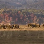 Indian elephants in Corbett National Park, India.