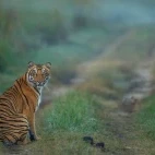 Tiger in Corbett National Park, India.