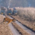 Tiger crossing a track in Corbett National Park, India.