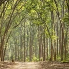 A forest landscape in Corbett National Park, India.