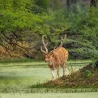 Chital in Keoladeo National Park, India
