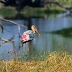 Painted stork in Keoladeo National Park, India