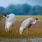 Sarus crane in Keoladeo National Park, India