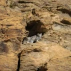 Pallas's cat & kitten in India