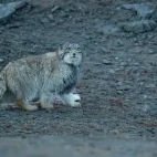 Pallas's cat in India