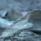 Pallas's cat in India