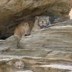 Pallas's cat in India
