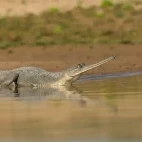 Gharial in National Chambal Sanctuary, India