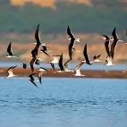 Indian skimmers in National Chambal Sanctuary, India