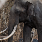 Asian elephant in Nagarhole National Park, India.