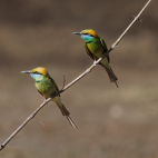 Two Asian green bee-eaters in Nagarhole National Park, South India.