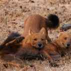Two dholes playing in Nagarhole, India.