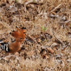 Eurasian hoopoe on the ground in Nagarhole National Park, India.