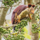 Giant malabar squirrel in Nagarhole National Park.