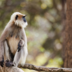 Grey langur monkey sitting in a tree in Nagarhole National Park, India.