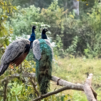 Two Indian peafowl resting in Nagarhole National Park, India.
