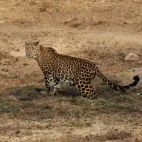 Leopard in Nagarhole.