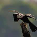 Oriental darter with wings outstretched, Nagarhole, India.