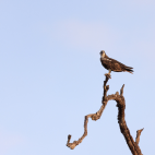 Osprey in a tree in Nagarhole National Park, India.