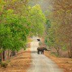 Sloth bear and Asia Elephant on a road in Nagarhole National Park, India.
