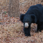 Sloth bear walking through the woods, in Nagarhole National Park, India.