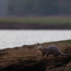 Smooth-coated otter on shore in Nagarhole National Park, India.
