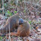 Stripe-necked mongoose in Nagarhole National Park, India.