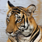 Tiger by the water in Nagarhole National Park, India.