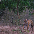 Tiger walking in the woods, in Nagarhole National Park, India.