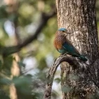 An Indian roller in Pench National Park, India.