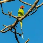 A plum-headed parakeet, Pench National Park, India.