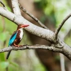 A white-throated kingfisher in Pench National Park, India.