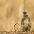 A grey langur sat on the ground, in Pench National Park, India.