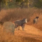 Indian boar in Pench National Park, India.