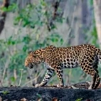 Leopard walking in Pench National Park, India.