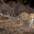 A leopard in Pench National Park, India.