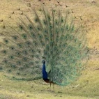 A male peacock on display, Pench National Park, India.