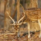 A spotted deer in Pench National Park, India.