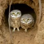 A pair of spotted owls at their burrow, in Pench National Park, India.