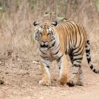 Tiger in Pench National Park, India.