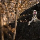 Leopard yawning in Pench National Park, India.