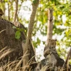 Two leopards in Pench National Park, India. 
