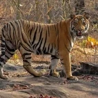 Tiger in Satpura National Park, India